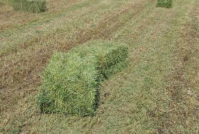 Teren de 2500 mp, în Tătărani - 4