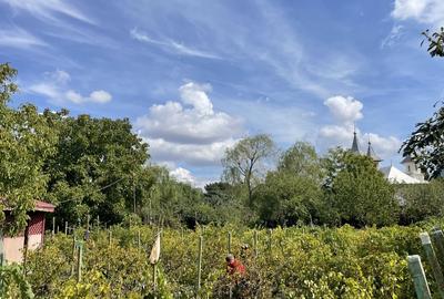 Malu, sat Butoiu Ialomita - 12