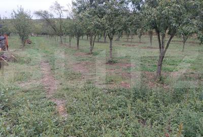 Casă cu 5 camere cu Teren 873 Mp în Central - 4