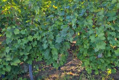 Galati Beresti - De vanzare 1 hectar plantatie de vita de vie si casa cu utilitati - 5