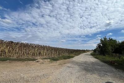 Terenuri pentru constructie rezidentiala Moara Vlasiei, 10 min de Bucuresti Terenuri pentru constructie rezidentiala Moara Vlasiei, 10 min de Bucuresti - 4