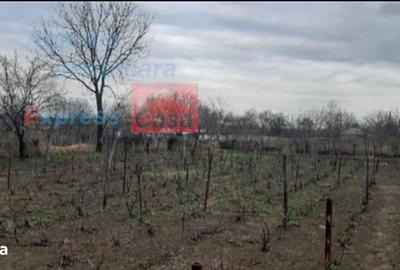 Teren de 3000 mp, în Prisăcani - 3