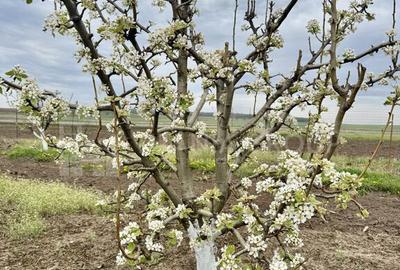 Livada+gradina, teren intravilan 2902mp, Damienesti-Bacau... - 12