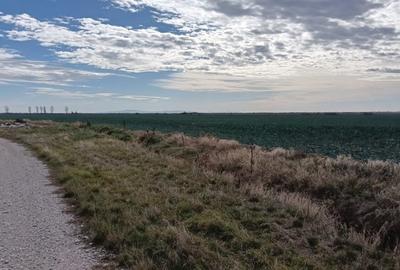 Ferma Agricolă 1.350 Hectare – Grad de Comasare 96–97%, Chișineu Criș, Județul A - 9