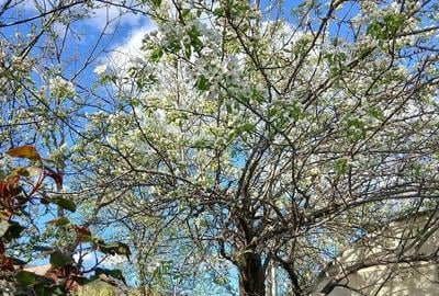 Casă cu 3 camere cu Teren 500 Mp în Dobrița - 2