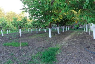 Casă cu 4 camere cu Teren 10000 Mp în Munteni - 2