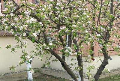 Casă cu 5 camere cu Teren 1559 Mp în Movilița - 6