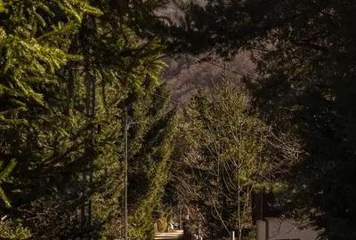 Teren de 738 mp, în Poiana - 9