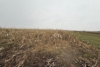 Teren agricol extravilan de 7276 mp, în Gălănești - 2