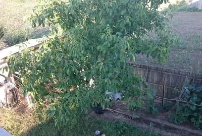 Casă în Răscăeți - 1