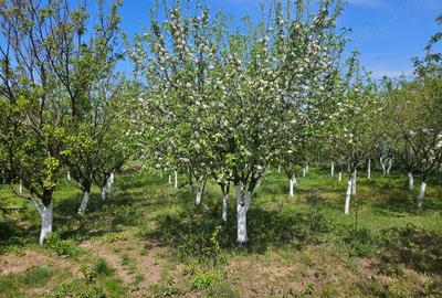 Teren de 11860 mp, în Călugăreni - 5