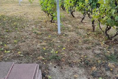 Vand schimb casa aproape de Dunare, muntii Macinului, zona viticola - 3