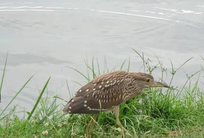 Teren de 735 mp, în Periș - 2