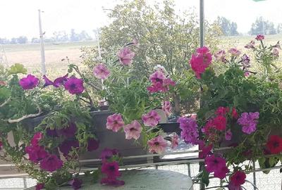 Apartament cu 3 camere semidecomandat în Micălaca