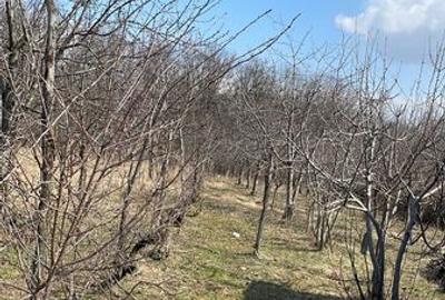 Teren de 4900 mp, în Păulești - 2