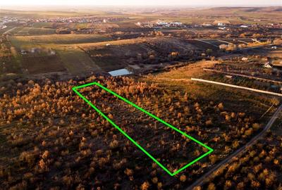 Teren intravilan de 5305 mp, în Paleu - 4
