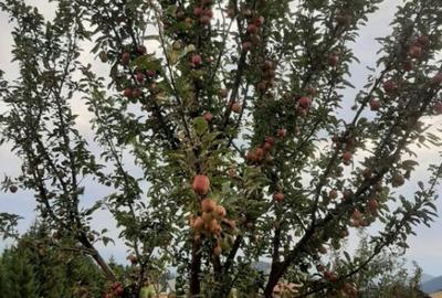 Casa individuala cu teren zona Paltinis - 5