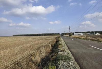 Teren extravilan Varvoru de Jos, jud Dolj - 6