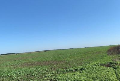 Teren Construcții intravilan de 52900 mp, în Afumați - 11