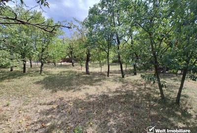 Casa veche, toate utilitatile, Pata, 5808 mp, tot intravilan, front 19,4m - 3