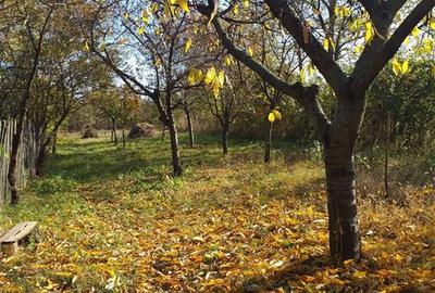 Casă individuală cu 5 camere cu Canalizare în Cocorăștii Caplii - 14