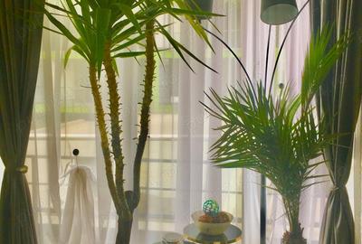 Studio apartament XXL 38m utili Alezzi beach resort Navodari - 2