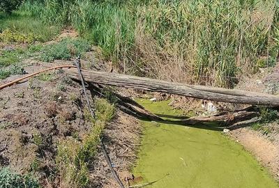 Teren 2800 mp-intravilan Lovrin-Centru de vanzare - 8