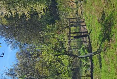 Teren de 10000 mp, în Tomșani - 2