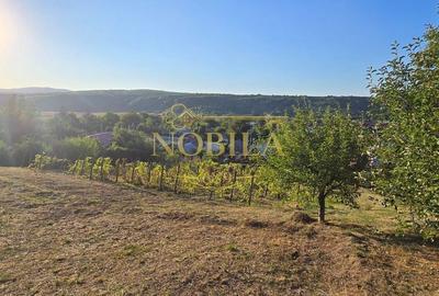Teren de 10537 mp, în Bogdănești - 3