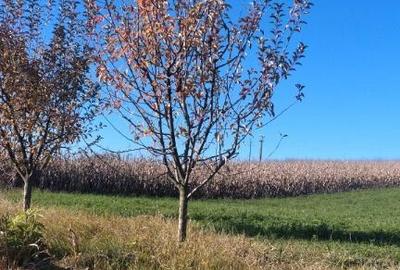 Teren, loc de casa 1800 mp - 1