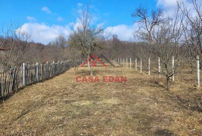 Casă cu Teren 2991 Mp în Cornu - 3