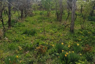 Casă cu Teren 1600 Mp în Dumbrăvești - 5