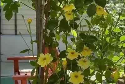 Casa individuala, gradina,  piscina, foisor, locuri de parcare - 17