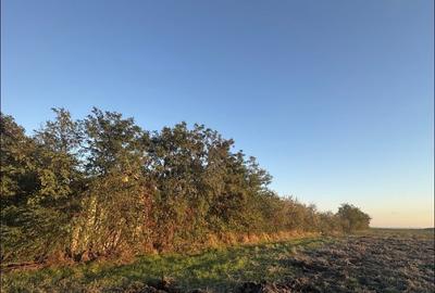 Teren 2350m2 Intravilan - Visinii, Jud. Calarasi - 2