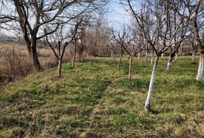 Teren de 1059 mp, în Trifești - 13