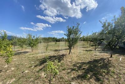 Teren intravilan in Aghires in suprafata de 1500 mp - 16