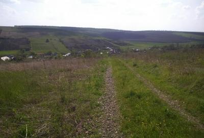 Păcurari-Platou Beldiman ( LA STEJARI SECULARI ) 490 mp , oportunitate reala - 14