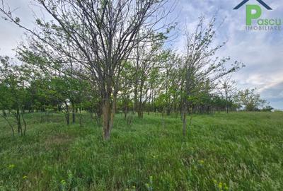 Teren Calarasi, Sarulesti, priveliste lac, 2.200 mp teren, casa 65 mpu - 15
