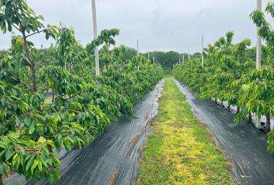 Teren intravilan de 17714 mp, în Bălteni - 5