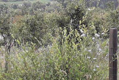 Teren de 1000 mp, în Berchez - 8