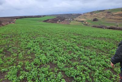 Teren de 20500 mp, în Exterior Vest - 2