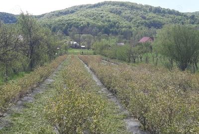 Teren de 3500 mp, în Ștefănești - 3