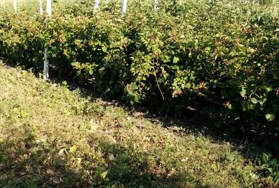 Casă cu 6 camere în Voinești - 6