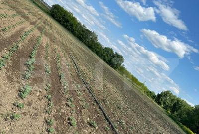 Teren 4800 mp ideal pentru investit, zona Radauti - 4