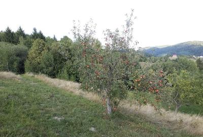 Teren Construcții intravilan de 1618 mp, în Brebina - 4