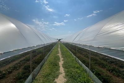 Teren agricol extravilan de 5000 mp, în Udeni-Zăvoi - 3
