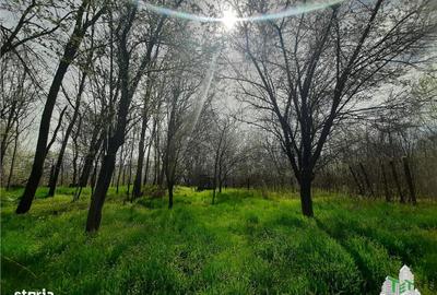 Spațiu comercial, în Central
