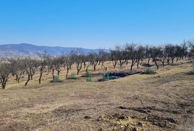 Teren Construcții intravilan de 1400 mp, în 700 - 2