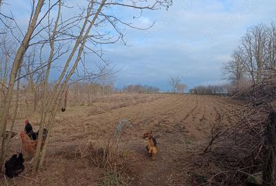 Casă cu 2 camere în Căscioarele - 3