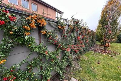 Casă cu etaj de închiriat - Săcălaz - lângă Cartierul Primăverii - 36